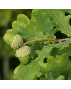 Quercus Robur - English Oak - Bare Root Hedging 30-50cm - Pack of 12 Quercus Robur - English Oak - Bare Root Hedging 30-50cm - Pack of 12