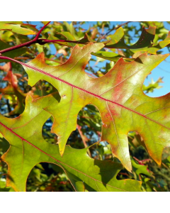 Quercus rubra (American Red Oak) -Bare Root Hedging 80-100cm - Pack of 24 Quercus rubra (American Red Oak) -Bare Root Hedging 80-100cm - Pack of 24