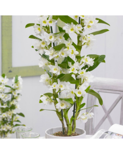 MOTHERS DAY - Noble White Towering Dendrobium Orchid