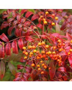 Sorbus commixta Embley - Japanese Rowan Tree