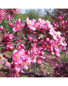 Crabapple Tree - Malus Purple Prince Crabapple Tree - Malus Purple Prince