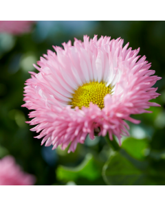 Bellis 'Robella Salmon Pink'