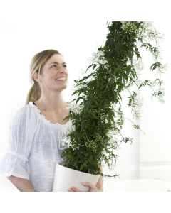 MOTHERS DAY - Perfumed Jasmin - Large 100cm Pyramid - In Bud & Bloom