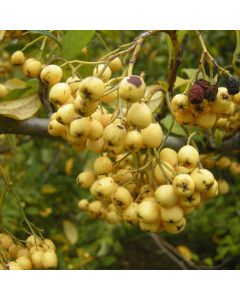 Cotoneaster Rothschildianus