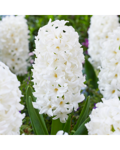 White Hyacinth Trio in Bud & Bloom