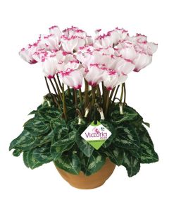 LARGE Cyclamen Victoria Plant - In Bud & Bloom