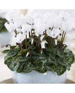 Snowy White Cyclamen Plant In Bud & Bloom