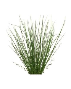 Juncus 'Twisted Arrows'