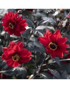 Dahlia 'Black Forest Ruby' Plant