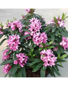 BLACK FRIDAY DEAL - Daphne x transatlantica PINK Eternal FRAGRANCE - Evergreen Daphne