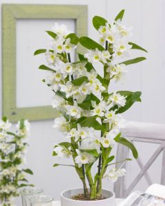 Noble White Towering Dendrobium Orchid