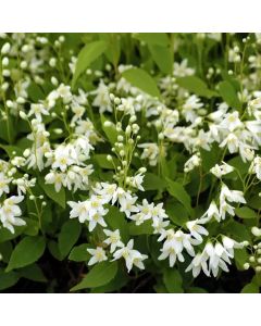 Deutzia gracilis Nikko - White Deutzia
