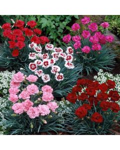 Fragrant Cottage Garden Pinks Dianthus