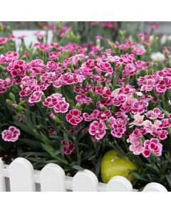 Dianthus Pink Kisses - Fragrant Pink - In Bud & Bloom