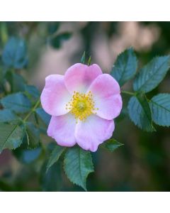 Rosa Canina - Dog Rose - Bare Root Hedging 60-80cm - Pack of 24 Rosa Canina - Dog Rose - Bare Root Hedging 60-80cm - Pack of 24
