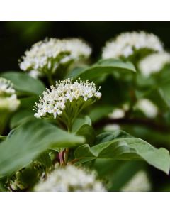 Cornus Sanguinea - Common Dogwood - Bare Root Hedging 40-60cm - Pack of 12