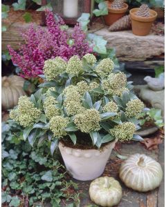 Skimmia japonica Marlot - in Bud and Bloom