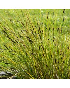 Carex comans 'Phoenix Green'