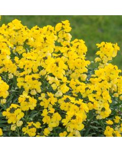 Erysimum 'Yellow Glow' - Perennial Wallflower - In Bud & Bloom