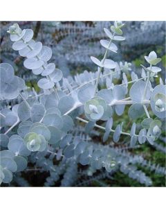 Eucalyptus pulverulenta 'Baby Blue' - Silver Leaved Dwarf Mountain Gum