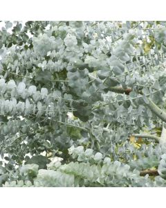 Eucalyptus Websteriana 'Botanic Hearts'