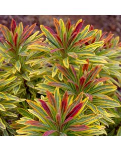 Euphorbia Ascot Rainbow