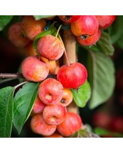 Crabapple Tree - Malus Evereste - 120-130cm