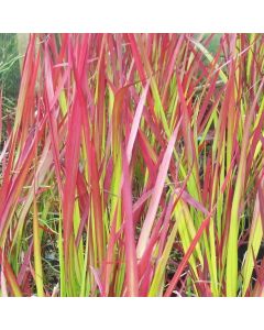 Imperata cylindrica rubra Red Baron - Japanese Blood Grass