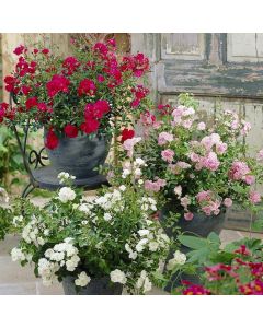 BLACK FRIDAY DEAL - Ground Cover Fairy Roses - Lucky Dip Collection - Pack of THREE Plants