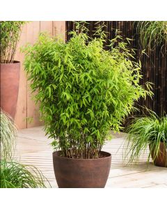 Fargesia 'Asian Wonder' - Red Dragon Clumping Umbrella Bamboo