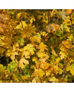 Acer Campestre - Field Maple - Bare Root Hedging 60-80cm - Pack of 12 Acer Campestre - Field Maple - Bare Root Hedging 60-80cm - Pack of 12