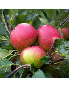 Apple Tree - Fiesta (MM106)