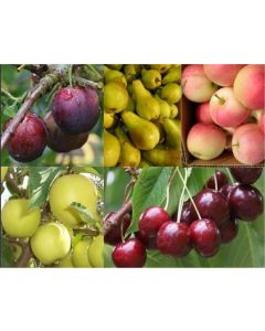SPECIAL DEAL - Grow your own Fruit Trees Offer - FIVE Different Trees