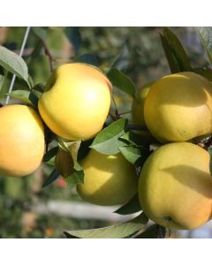 Patio Fruit Tree - Apple Reinette - Malus domestica