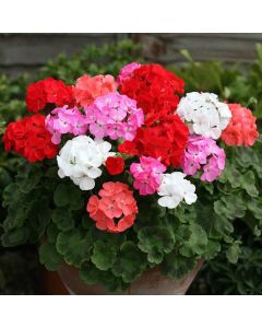 Geranium Maverick Mixture - Pelargonium - In Bud & Bloom
