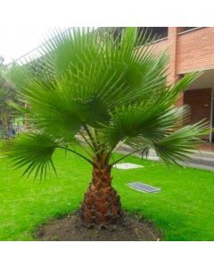 Giant circa 3ft Hardy Mexican Fan Palm - Washingtonia Robusta Cotton Palm for Patio or Deck - Approx 80-100cm (3ft) tall