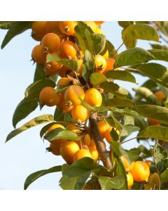 Crabapple Tree - Malus Golden Hornet Crabapple Tree - Malus Golden Hornet