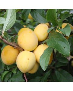 Plum Tree - Mirabelle Golden Sphere Plum Tree - Mirabelle Golden Sphere