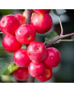 Crabapple Tree - Malus Gorgeous - 110-120cm