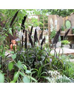 Pennisetum glaucum 'Inky'