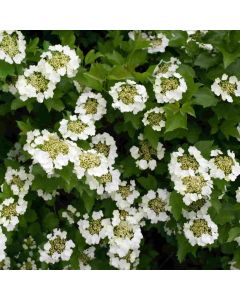 Viburnum Opulus - Snowball Bush - Bare Root Hedging 60-80cm - Pack of 12 Viburnum Opulus - Snowball Bush - Bare Root Hedging 60-80cm - Pack of 12