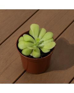 Pinguicula agnata - Carnivorous Plant