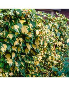 Hedera helix Goldheart - Evergreen Ivy