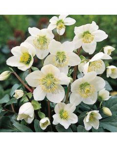 Helleborus niger 'Christmas Carol' - White Hellebore in Bud & Bloom