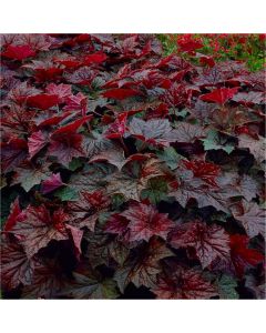 Heuchera Palace Purple - Crimson Coral Bells - Pack of THREE Plants