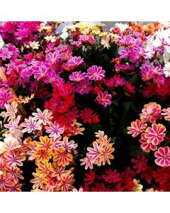Lewisia Mountain Dream - Gorgeous Lewisia Plants in assorted colours