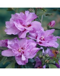Hibiscus syriacus Ardens - Candy Floss Rose of Sharon