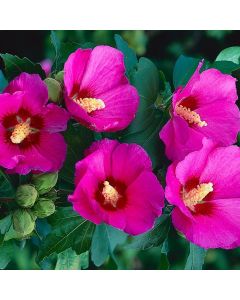 close up of pink Hibiscus flowers