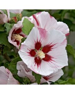 Hibiscus syriacus Hamabo