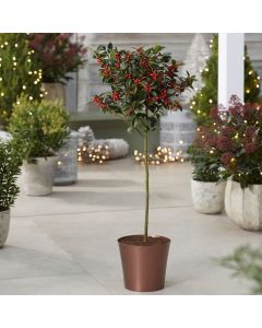 Premium Quality Festive Holly Tree Covered in Berries with COPPER Planter